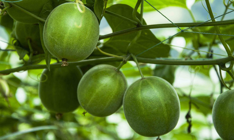 fruit-monk-2-webb Doğal Tatlandırıcı : Keşiş Meyvesi