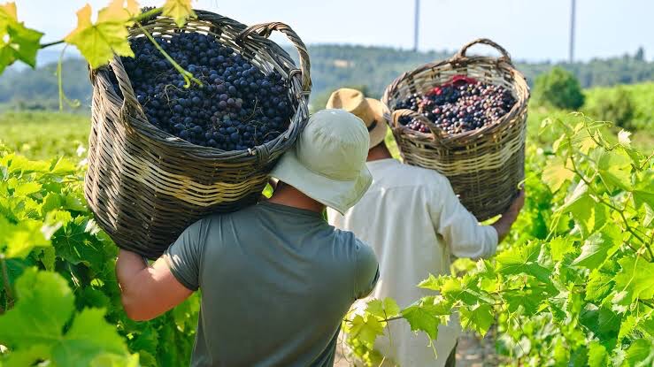 img_3826-1 Turistlerin Katılımıyla Yöresel Bağcılık Ürünleri: Kapadokya'nın Bölge Ekonomisine Nasıl Katkı Sağlıyor?