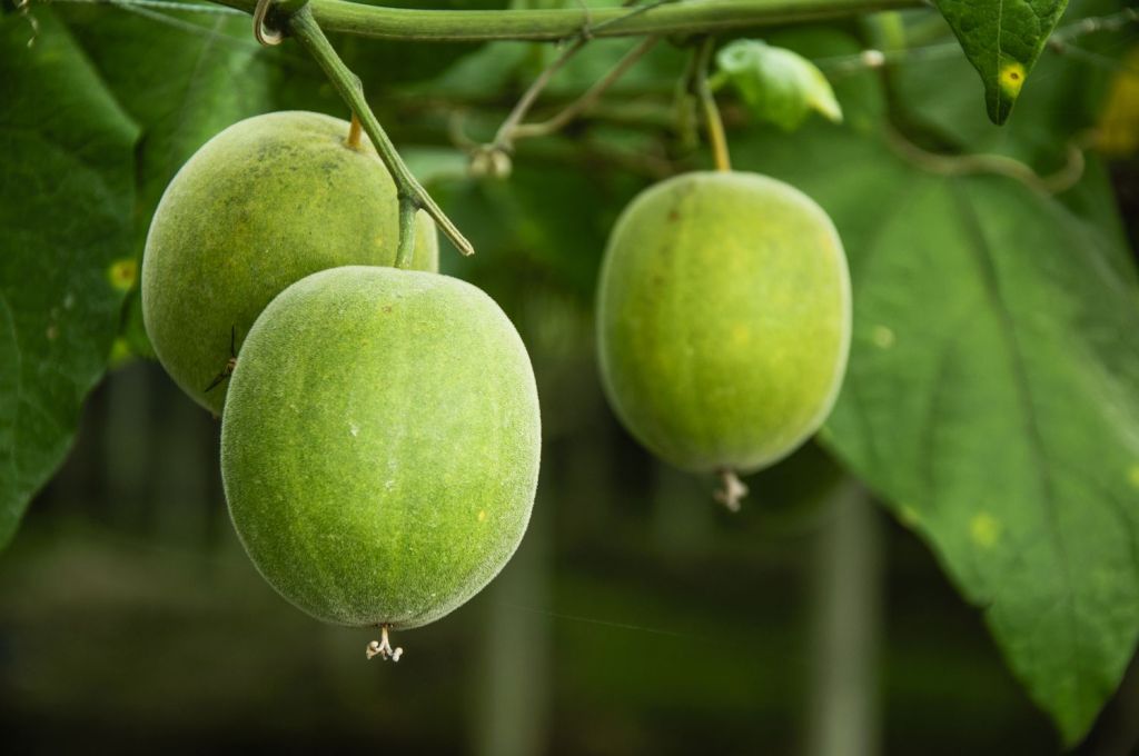 momordica-grosvenori-fruits-639655006-5c93b8e1c9e77c00015f6984-1024x680 Doğal Tatlandırıcı : Keşiş Meyvesi