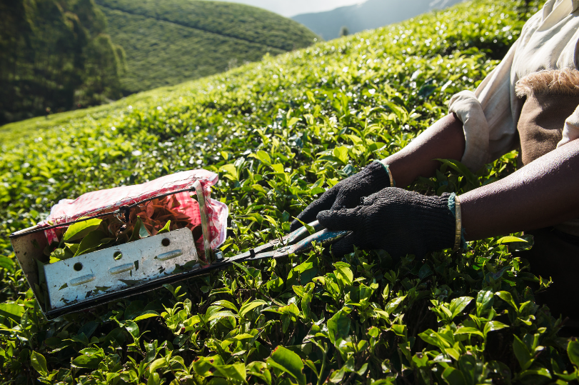 cy3 Çayın Tarihsel Gelişimi ve Çay Kültürü