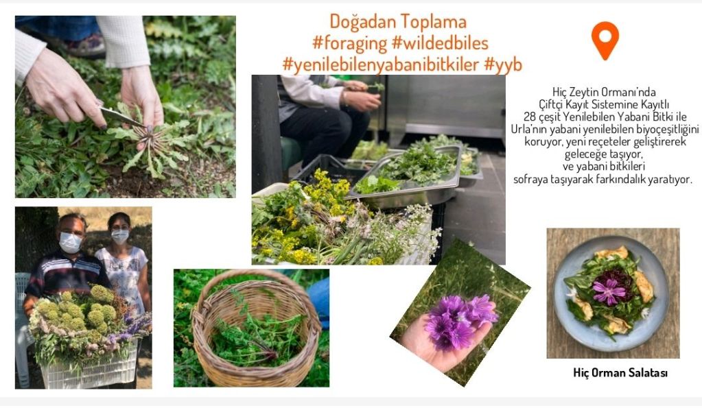 screenshot_2024-10-31-18-32-34-866_com1659645927351908522-1024x595 “Hiç Urla’nın Kurucusu Duygu Özerson Elakdar ile Sürdürülebilirlik Perspektifinden Urla Gastronomisi Üzerine Bir Sohbet”
