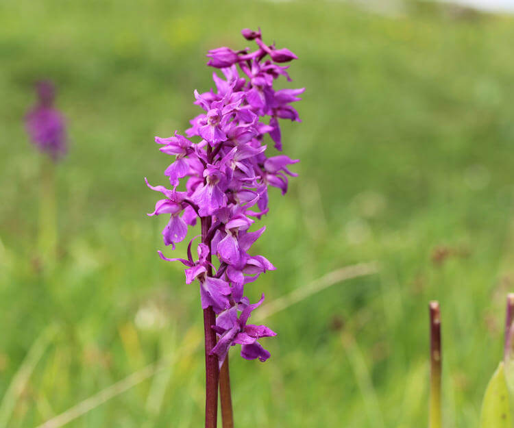 salep-orchis Yazın Serin Yüzü: Dondurma, Maraş ve Sahlebin Hikâyesi