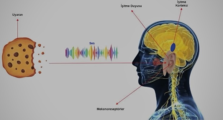 img_5621 Nörogastronomi: Lezzetin Zihindeki Yolculuğu